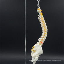 Ultralight spine human size plastic